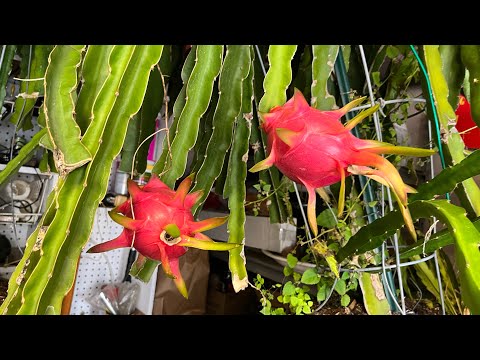 Video Thanh long cuối mùa,chín đỏ trong nhà xe.Các cây nhiệt... - youtube