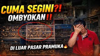CUMA SEGINI ‼️HARGA BURUNG OMBYOKAN 2026 DI LUAR PASAR PRAMUKA ! BOWO MURAI JELAMBAR