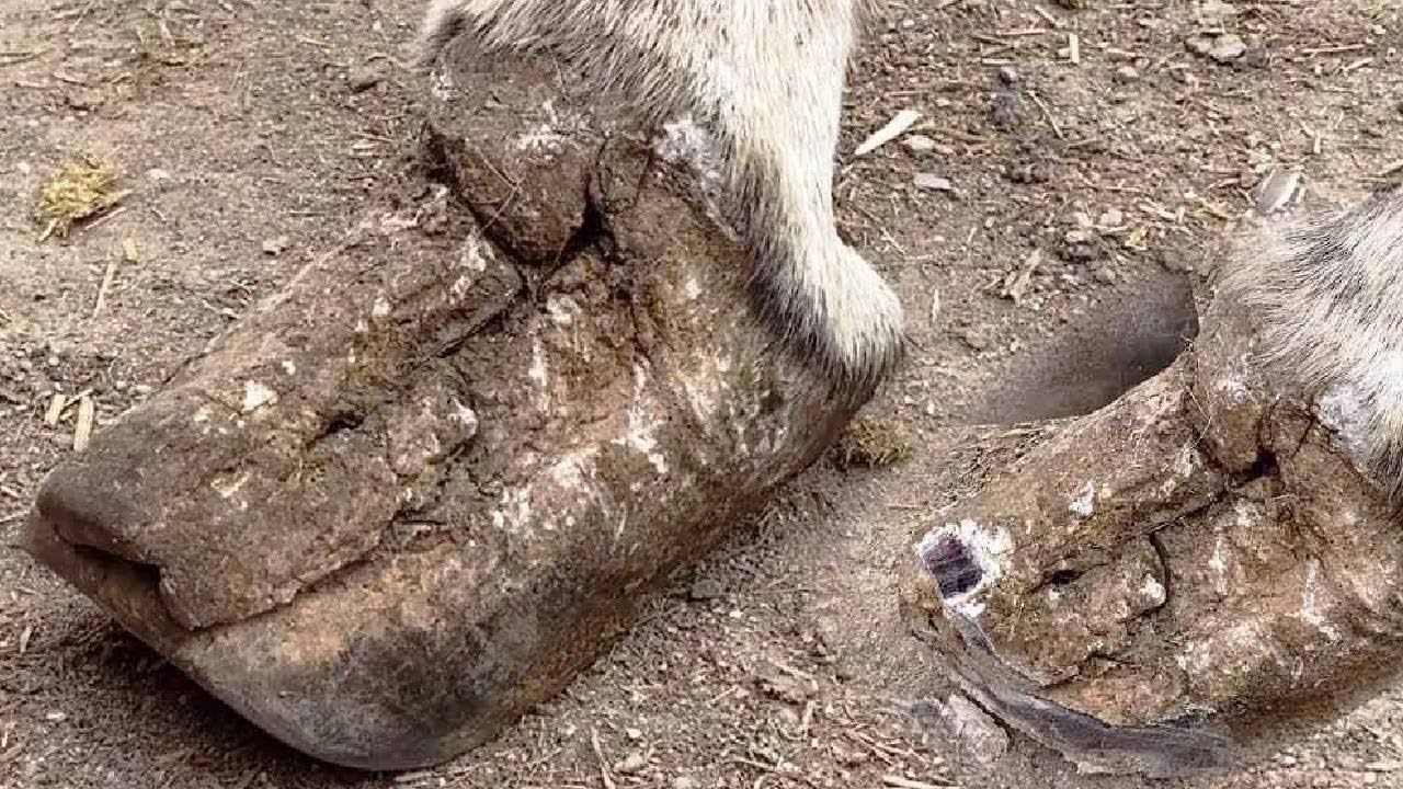 Donkey Hoof Repair Collection! Help your donkey get perfect hooves!