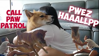Hugging My Dog For Too Longfunny Reaction Shibainu