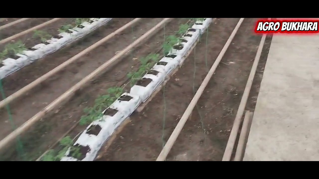 Эски кокосда кучат экиш коидалари