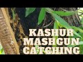 Kashmiri bees catching kashmiri audiotecheneics of catching swarm beeskashmirvalley kashmir