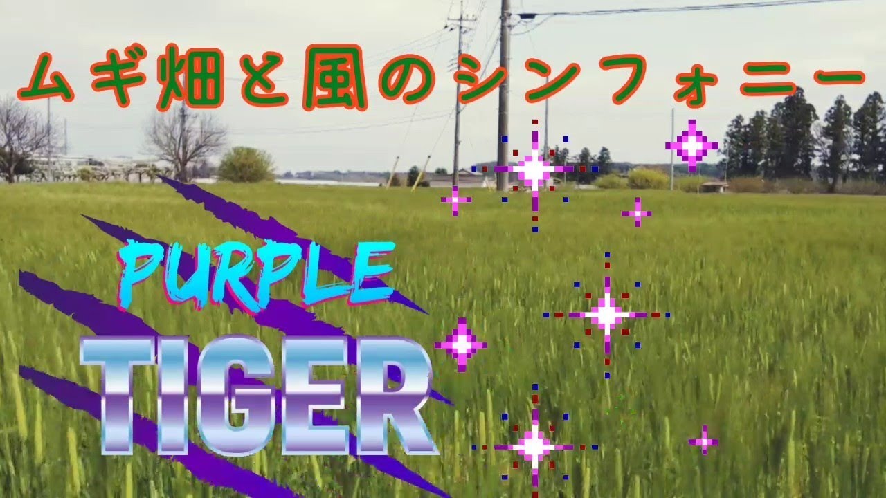 ムギ畑と風の風景 この動画をコロナウィルス感染症で苦労している方々に捧げます Youtube
