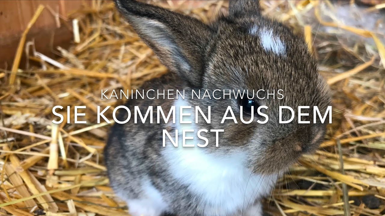 Wann Kommen Hasenbabys Aus Dem Nest Kaninchen Nachwuchs - Sie kommen aus dem Nest - YouTube