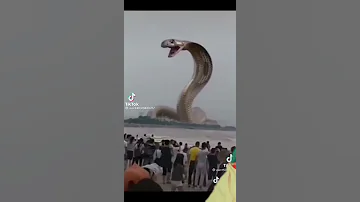 اكبر ثعبان على العالم 