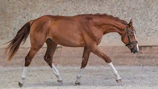 Kick the Limits Z (Kazan Z x Chicago Z)