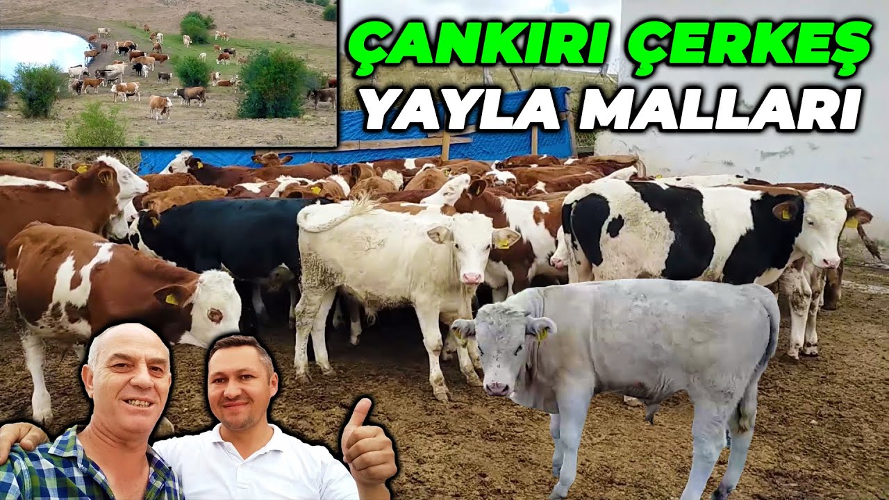 Çankırı Çerkeş Hacılar Yayla Malları !!!  ŞAROLE LİMUZİN SİMENTAL BUZAĞILAR