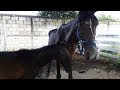 Horses rescued from aftermath of Fuego volcano eruption in Guatemala