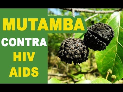Mutamba uma planta com grande potencial contra HIV/AIDS - YouTube