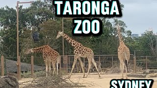 Exploring Taronga Zoo