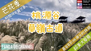 桃源谷～草嶺古道｜2021芒草花季｜30分鐘登上桃源谷｜無敵大草原｜埡口超美芒草｜廣東話+中文字幕【香港人行台灣山】 #草嶺古道 #桃源谷 #芒花季 #芒草 #移民台灣 #香港人在台灣