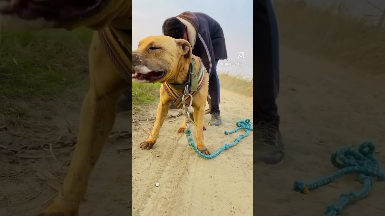 Yellow 1xW s/o import Fenzi | pure apbt breed | Haryana #india #newzealand