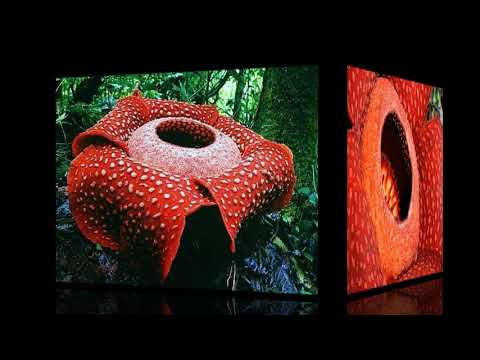 Video: Rafflesia (çiçək): təsvir və şəkil