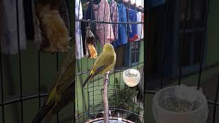 Download Lagu Pleci sobek-sobek MP3