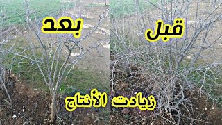 طريقة تقليم شجر الرمان للمبدئين | How to prune pomegranate trees