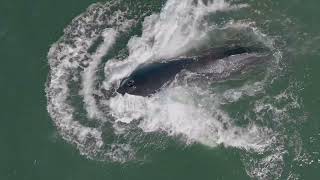 Up close Humpback Whale Lunge Feeding and Playing with Dolphin Family -Hamptons Drone-New York-NEWS