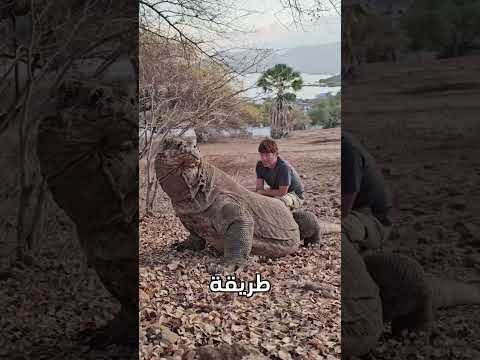 كيف تهرب من تنين الكومودو