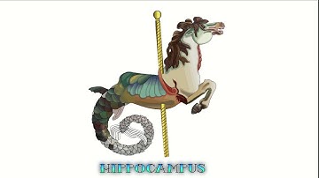 Time lapse from GIMP to Luma Fusion.