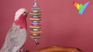 PARROT TOYS| PICASSO, BREAKFAST WITH THAI | PARROT STATION screenshot 5