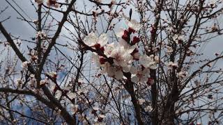 Peach  Flowers -Piano composition screenshot 4