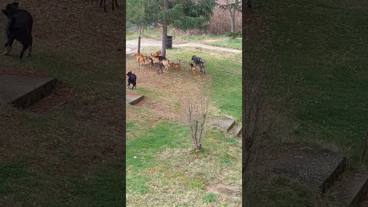 Аbandoned dogs at the park🐶 
