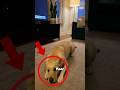 This labrador panicked everytime because...😰🐶
