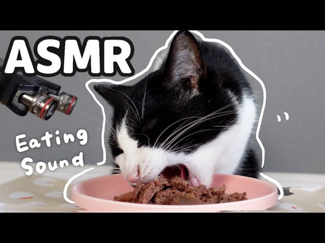 🍙【ASMR】ウェットフードを食べる猫の音｜全集中な藤村さん【咀嚼音】