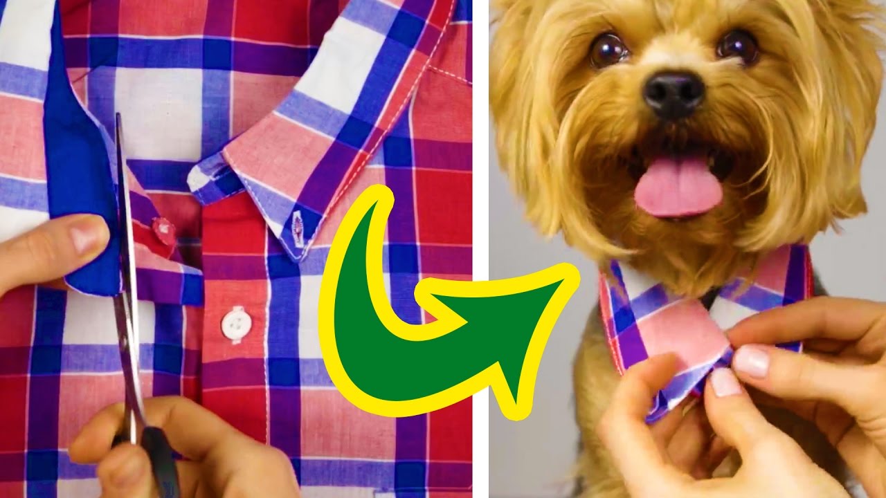 PET FASHION: DIY PERSONALIZED PET SHIRT Crafts Mad in Crafts