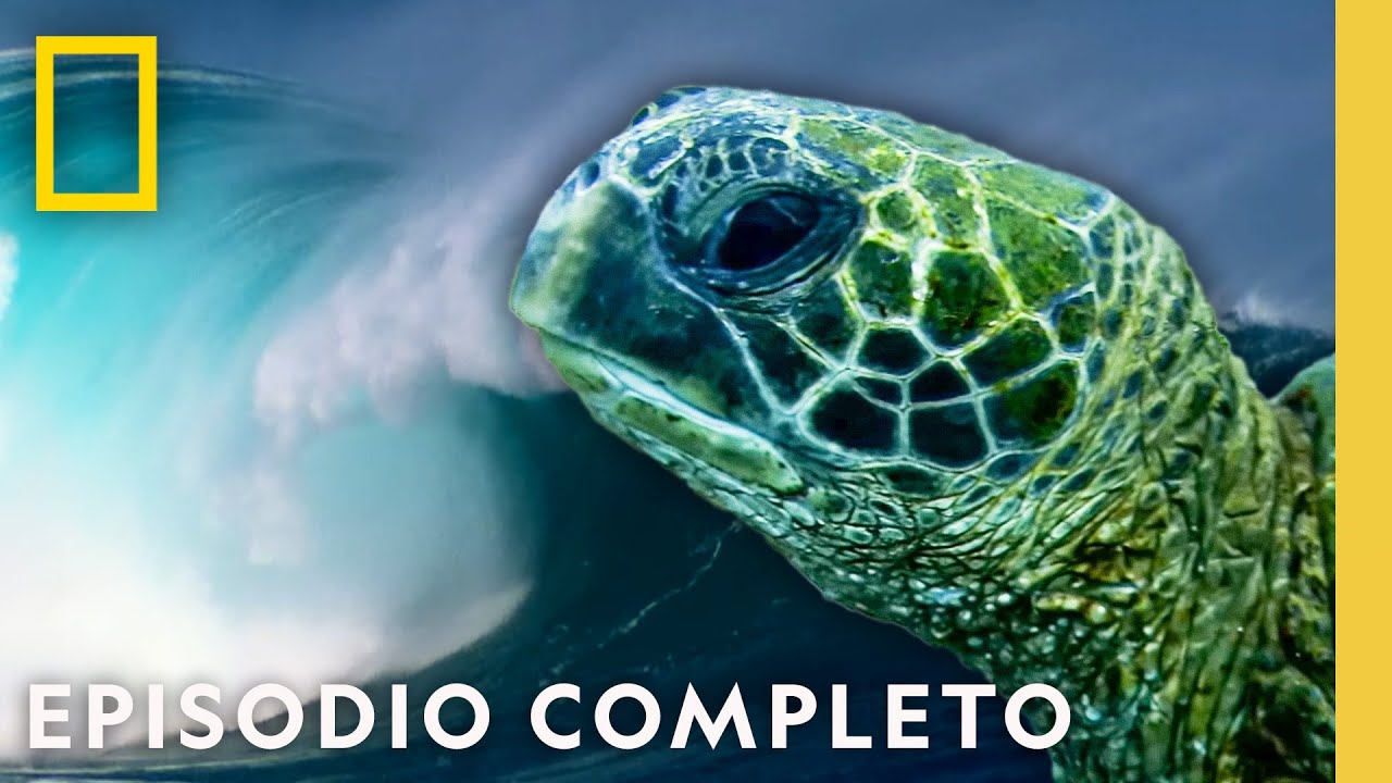 Hawái Salvaje: Paraíso Indomable | Hawái Salvaje | Nat Geo en Español