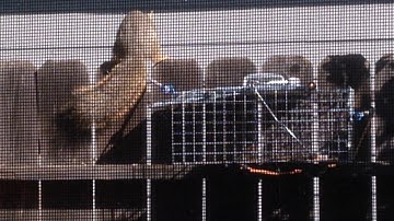 Squirrel trap capture