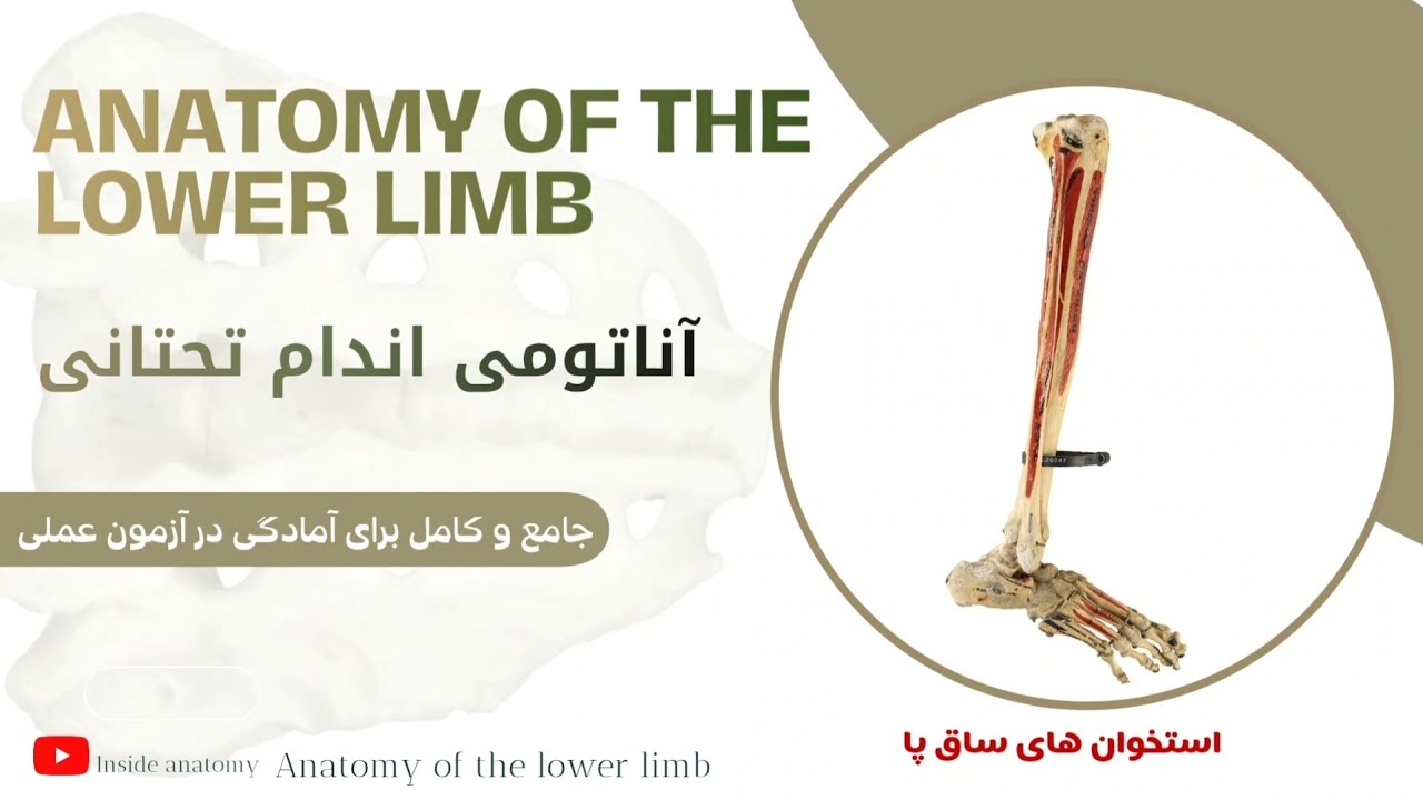 آناتومی اندام تحتانی (تدریس کامل استخوان های ناحیه ساق) 🔎Lower limb 