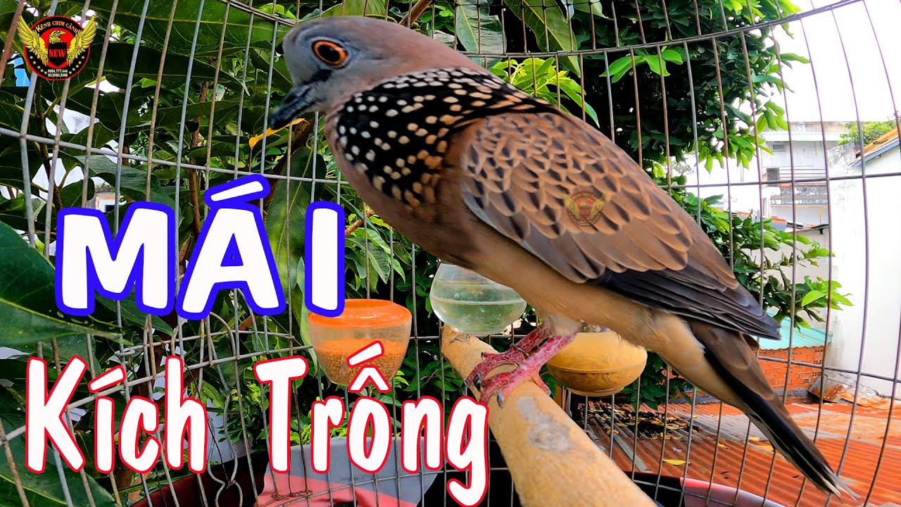 Cu Gáy Mái Gáy Kích Trống ,nghe là gáy 100% / Cu Mái Gáy Gọi Kích Bổi Nhanh Nổi Hiệu Quả