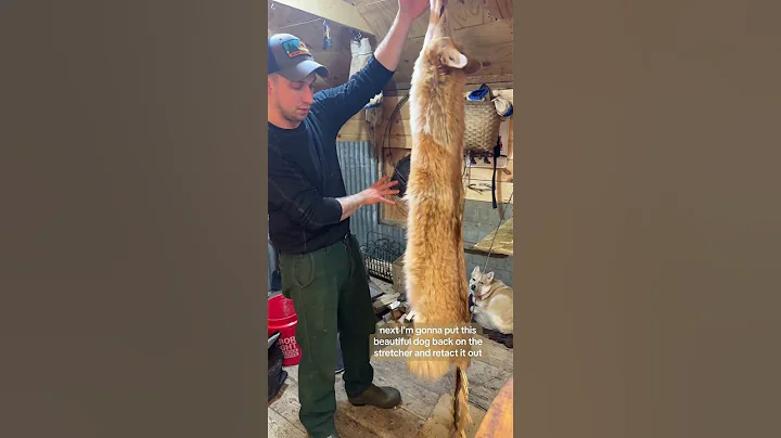 Pelt Preperation: How to turn coyotes for fur out presentation