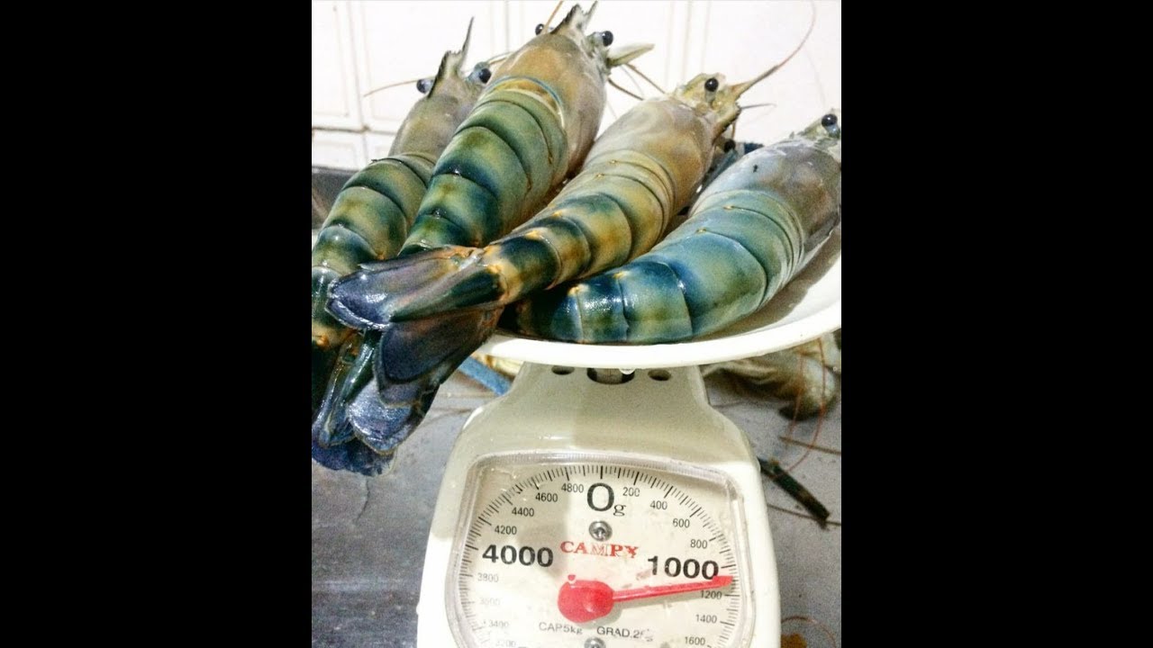 CRIAÇÃO CAMARÃO GIGANTE DA MALÁSIA EM BIOFLOCOS