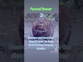 #beavers #size What size did Beavers used to be?