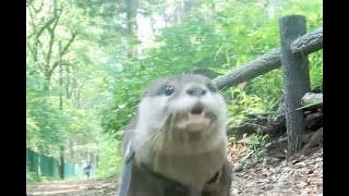 Take a walk in the forest [Otter life Day 26] カワウソアティと森を散策