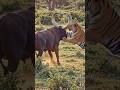 “Deadly Face-Off 😱 🐅 Tiger vs 🐃 Bull – Jungle Mein Aaj Hoga Faisla!”