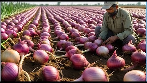 How Millions of Onions Are Harvested & Processed Using Modern Technology!