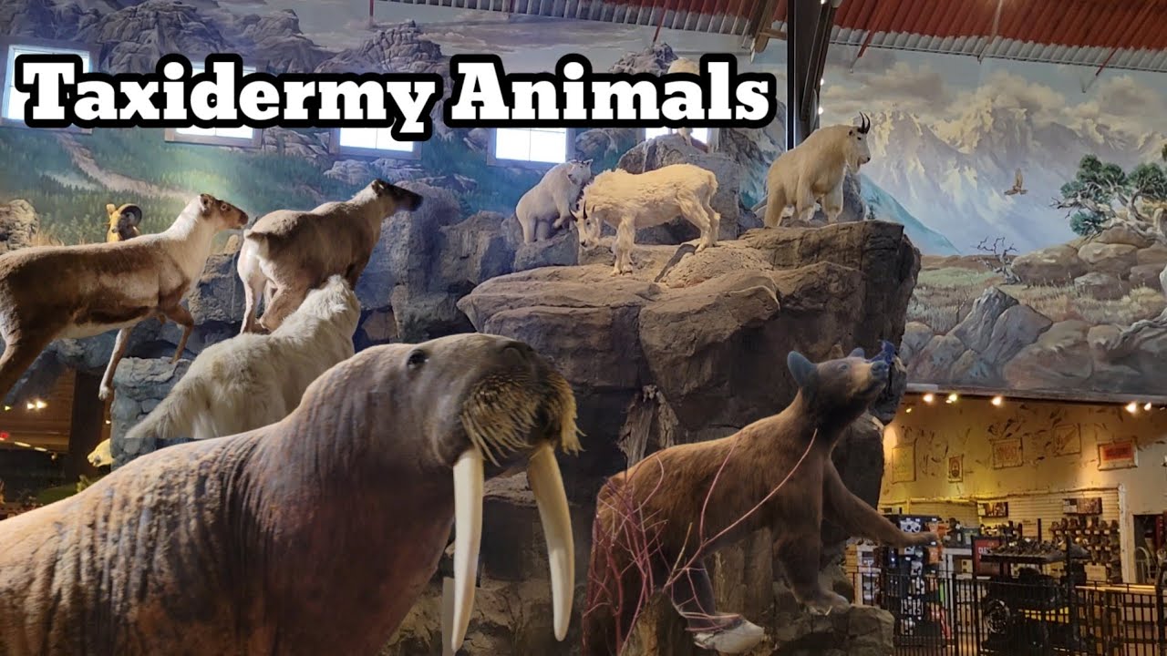 Taxidermy Animal in Cross Iron mills / Calgary Alberta,Canada