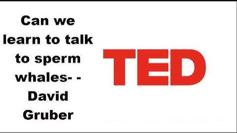 Can we learn to talk to sperm whales    David Gruber