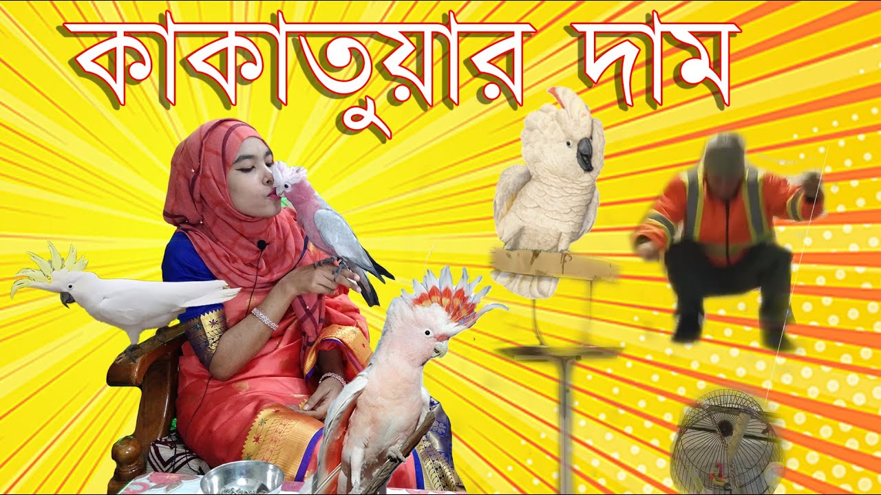 Cockatoo Price in Bangladesh YouTube