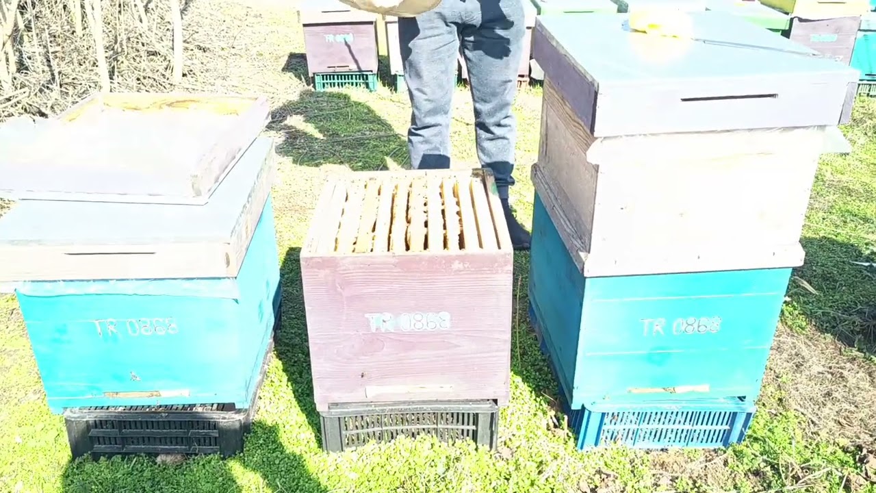 Am găsit stupii goi de albină...offf