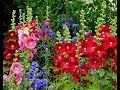 HOLLYHOCKS  FLOWERS - By Happy Twirl