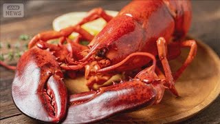 ロブスター、生きたままゆでる調理法を禁止　動物愛護で英政府検討　飲食業界は反発【知っておきたい！】【グッド！モーニング】(2025年12月29日)