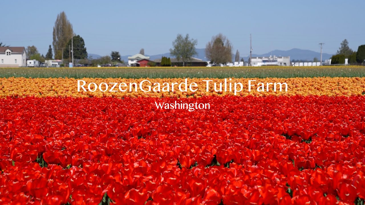 A whole day filming with Sony A7IV and Sony 24-70mm GM at Roozen Gaarde ...