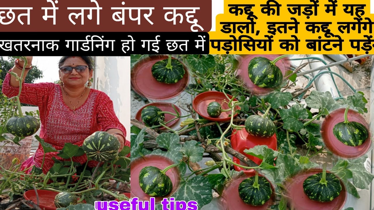 फ्री के घरेलू कैल्शियम, पोटाश ,नाइट्रोजन डालने से छत में लगे बंपर कद्दू , एक बार जरुर डाले