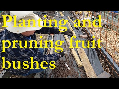 Video: What To Plant Under The Apple Tree? What Can Be Planted In The Shade Circle? Decoration With Flowers. Is It Possible To Plant Currants In The Garden Near The Apple Tree? What To So