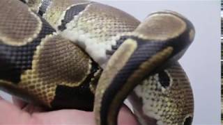 snake coil