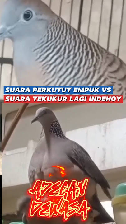 suara perkutut empuk di dengar vs suara tekukur memadu kasih #platm #suaraperkutut #suaratekukur