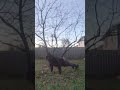 backyard sunrise pushups